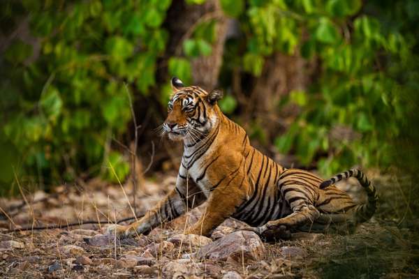 Delhi, Agra, Jaipur and Ranthambore by Car – 4N5D